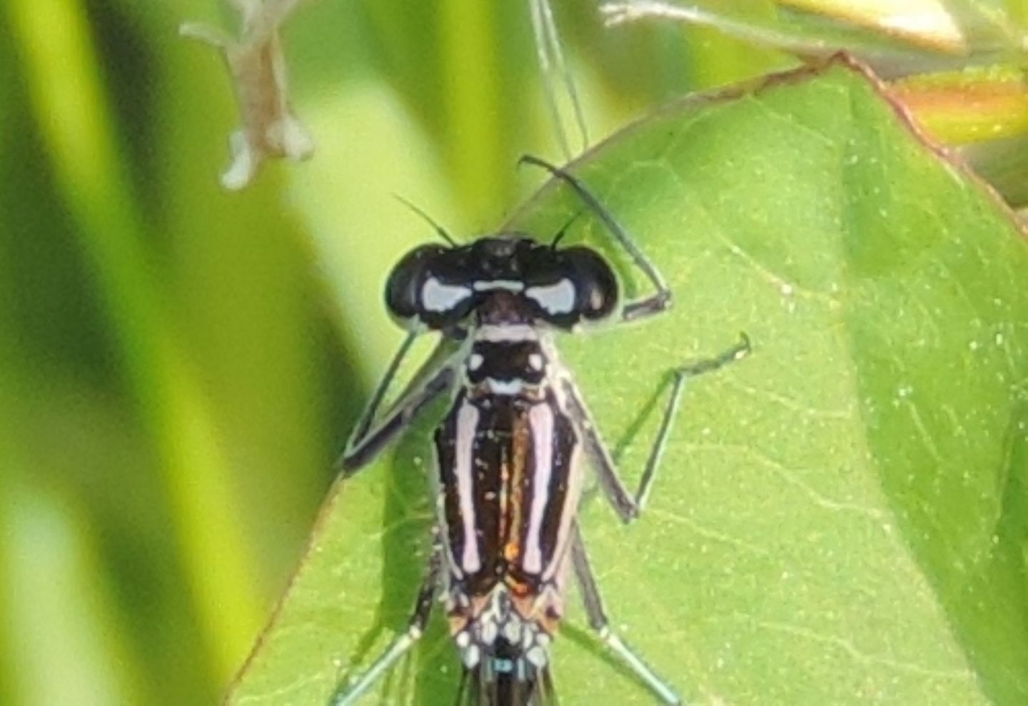 Coenagrion pulchellum? possibile ibrido pulchellum x puella