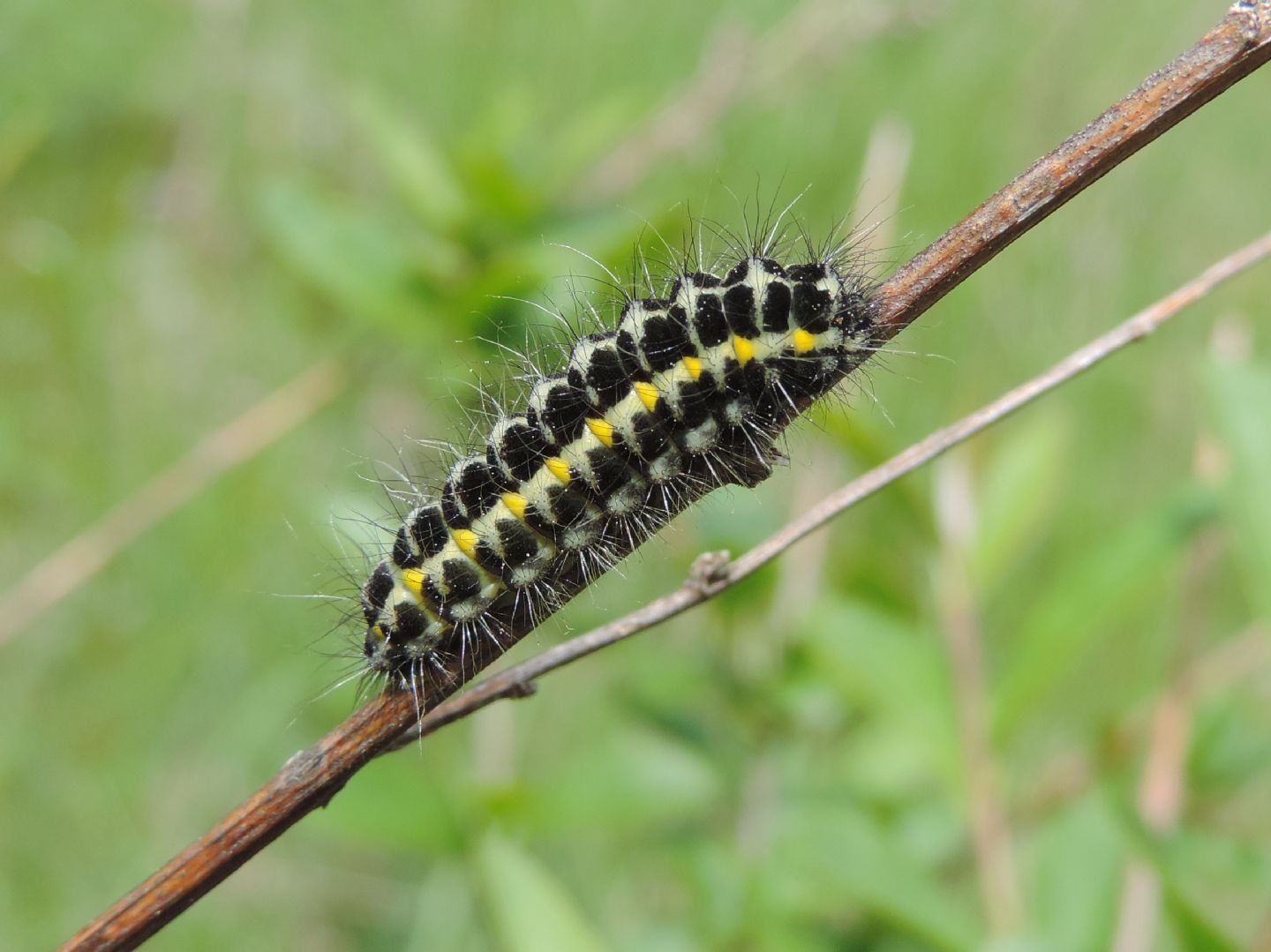 Bruco di Zygaena?  S, di Zygaena lonicerae