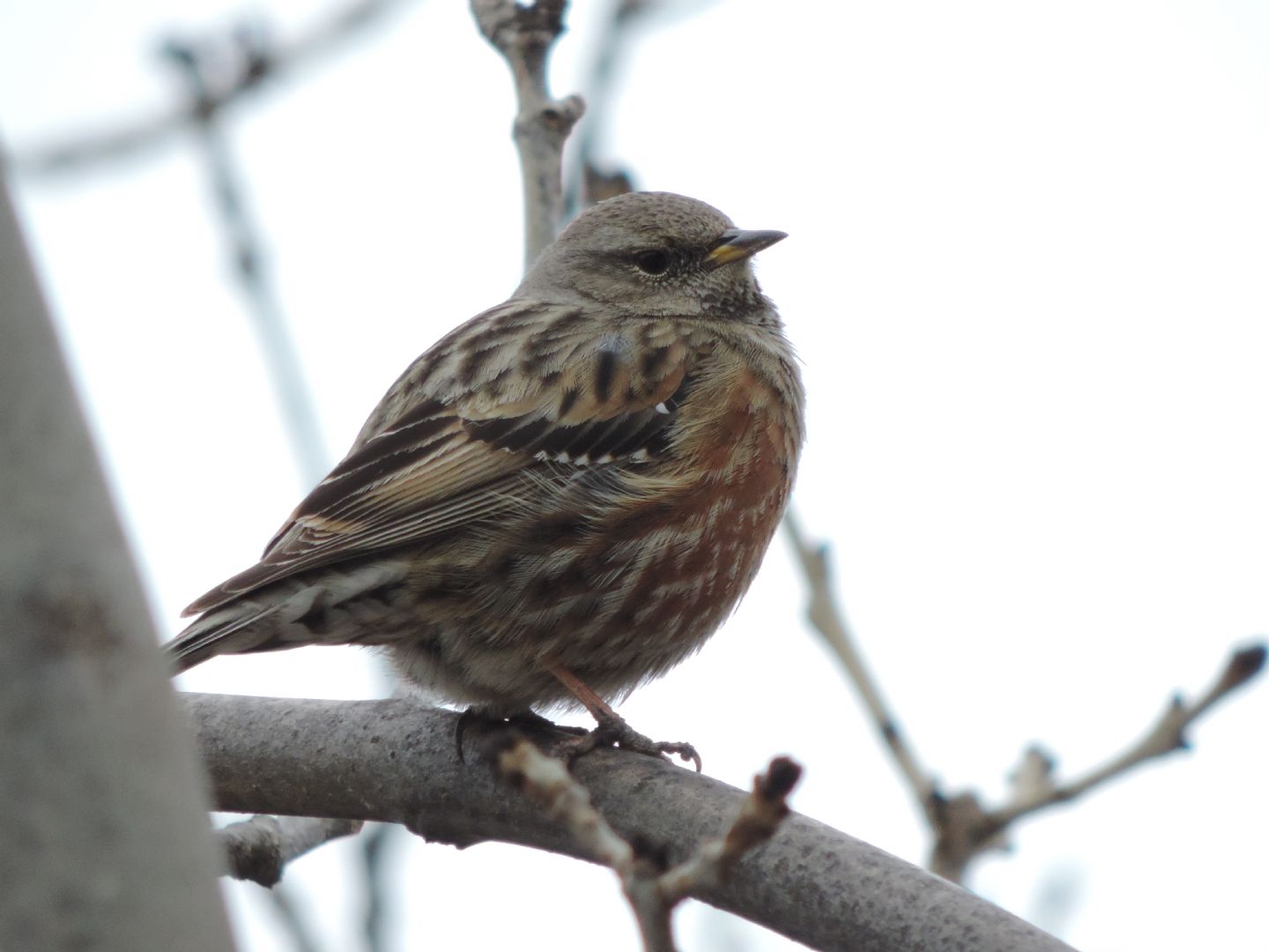 Sordoni  (Prunella collaris)