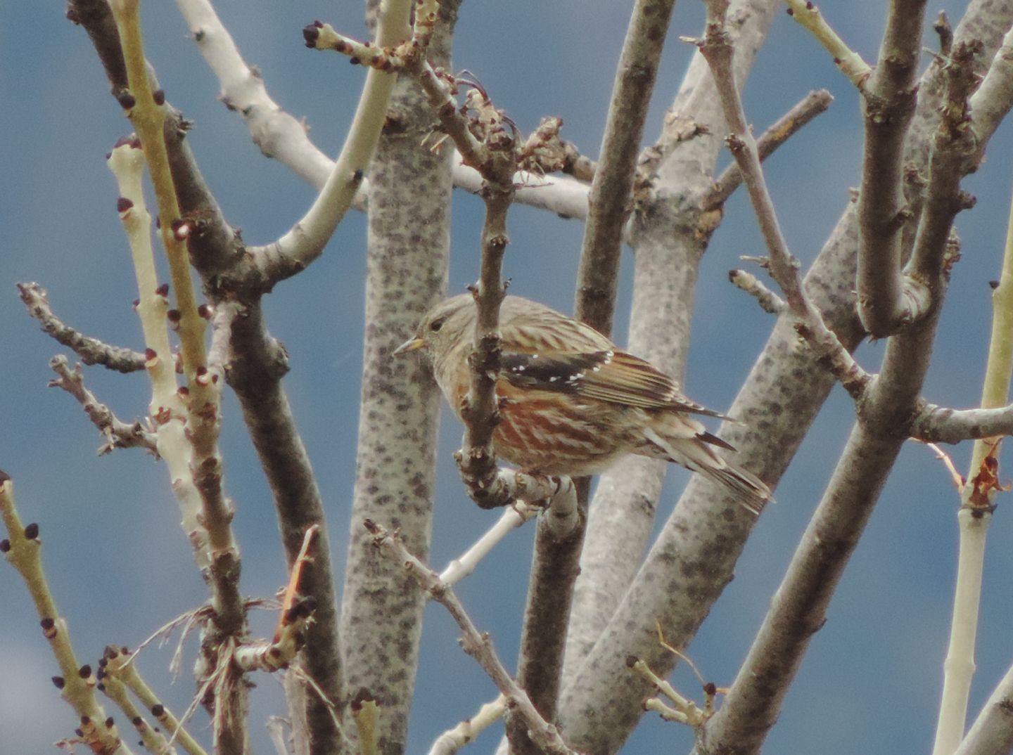 Sordoni  (Prunella collaris)