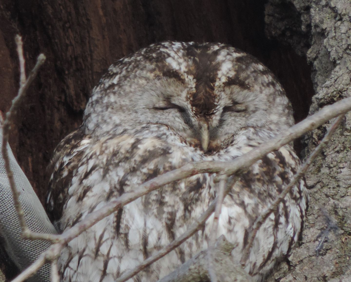 E dopo il Gufo, l''Allocco! (Strix aluco)