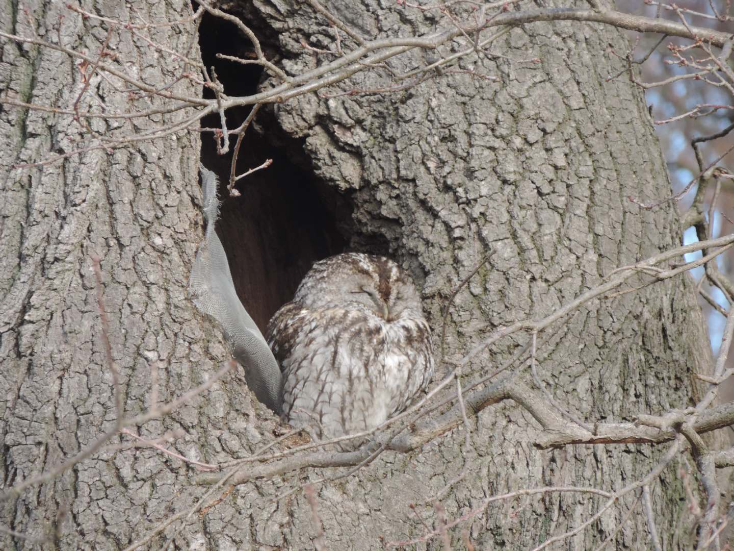 E dopo il Gufo, l''Allocco! (Strix aluco)