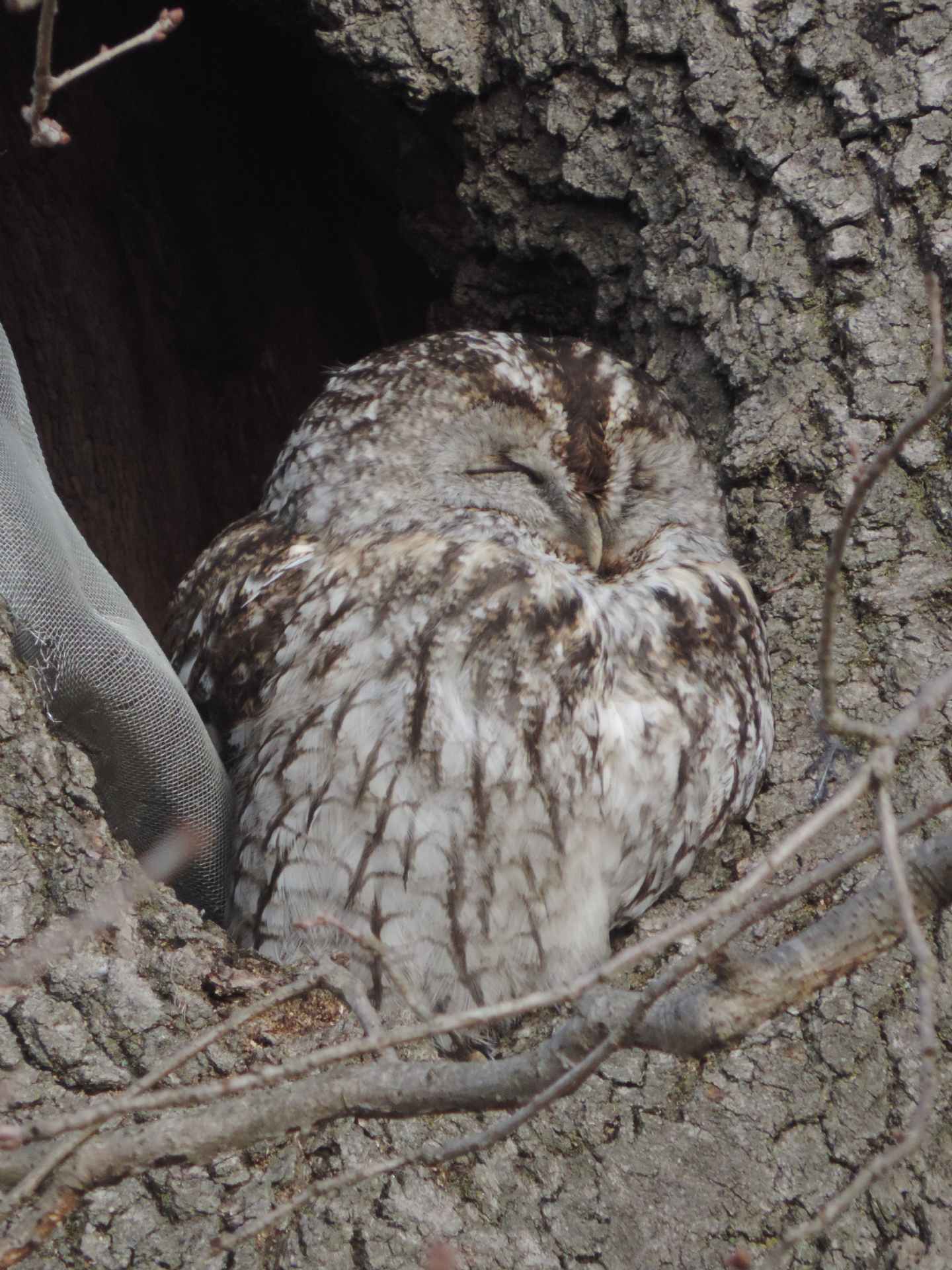 E dopo il Gufo, l''Allocco! (Strix aluco)