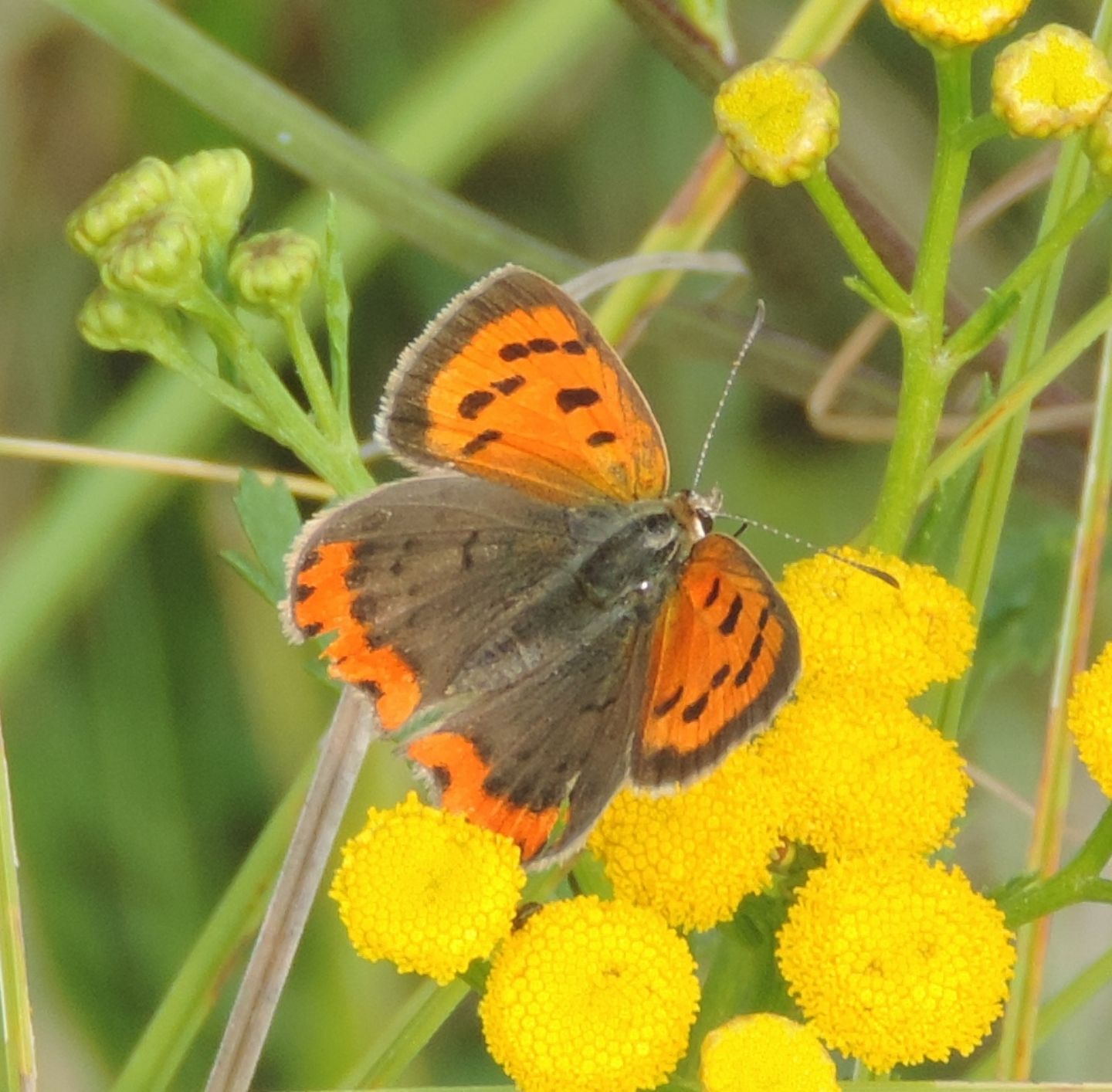 Lycaena phlaeas?  S !