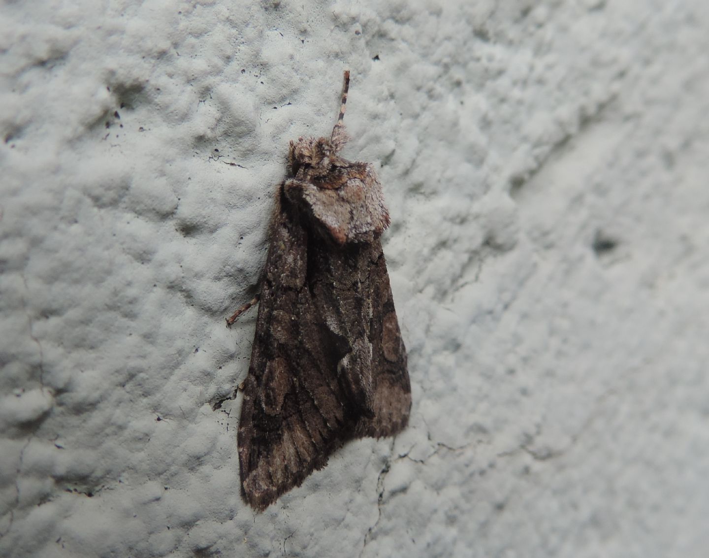 Noctuidae: Allophyes oxyacanthae?  S !