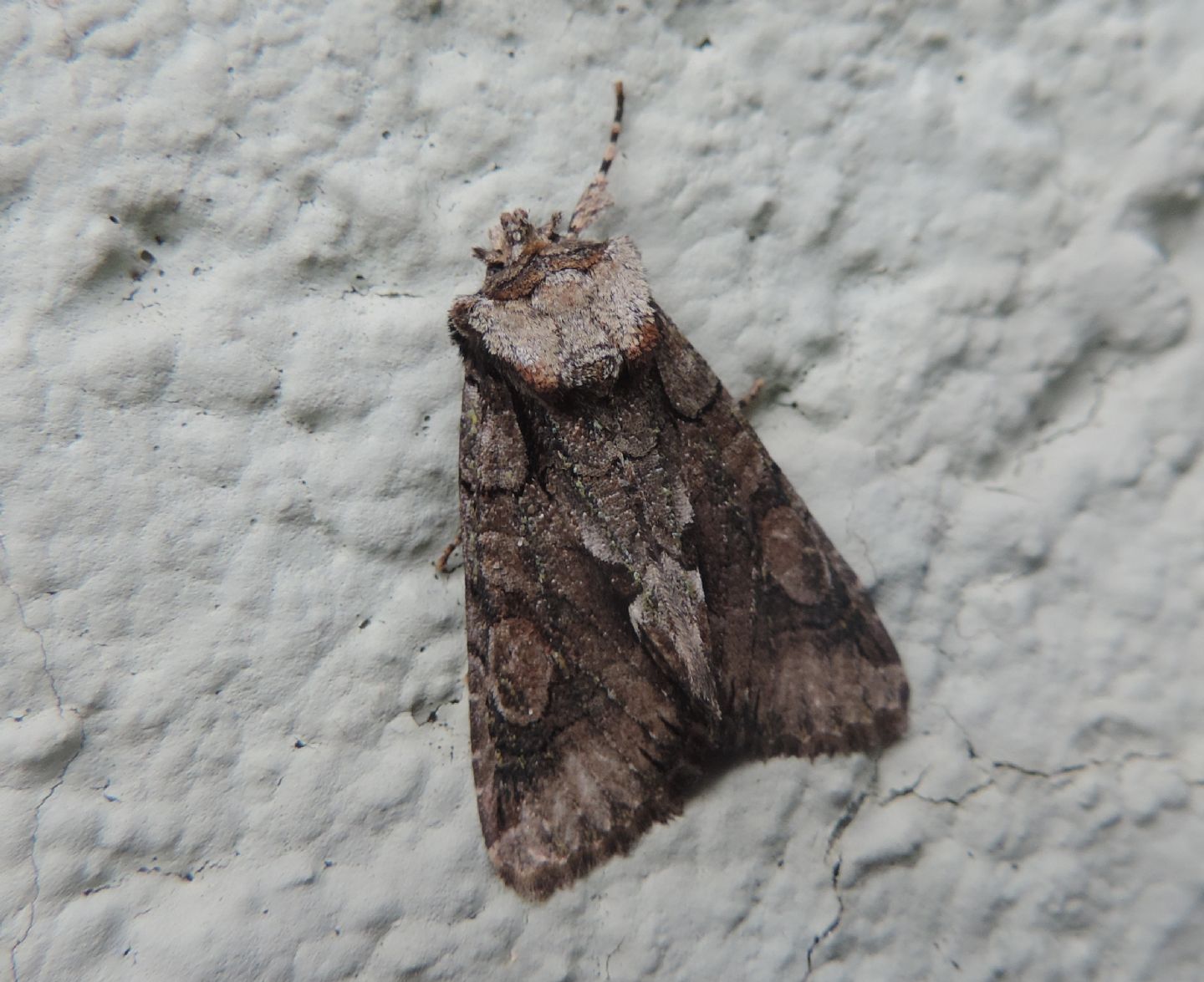 Noctuidae: Allophyes oxyacanthae?  S !