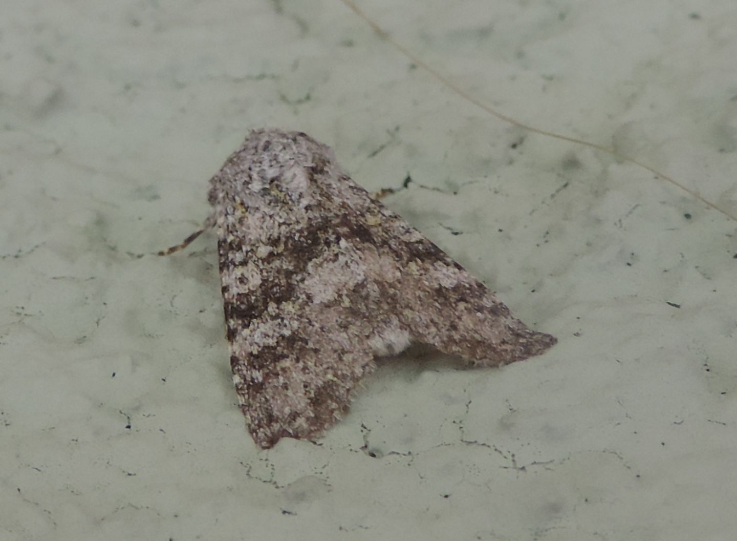 Hecatera sp.?  No, Polymixis xanthomista