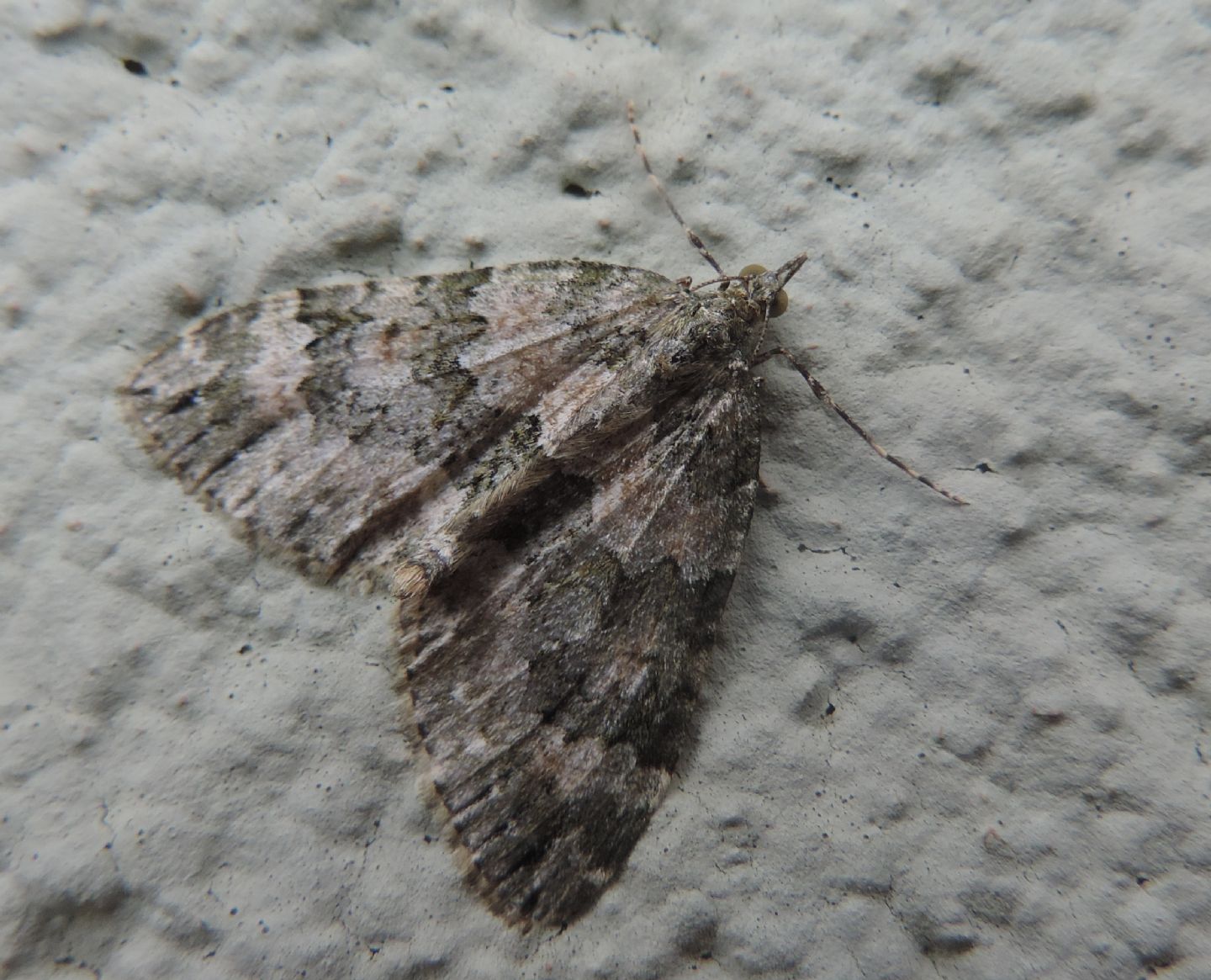 Geometridae montano: Chloroclysta miata (cfr.)