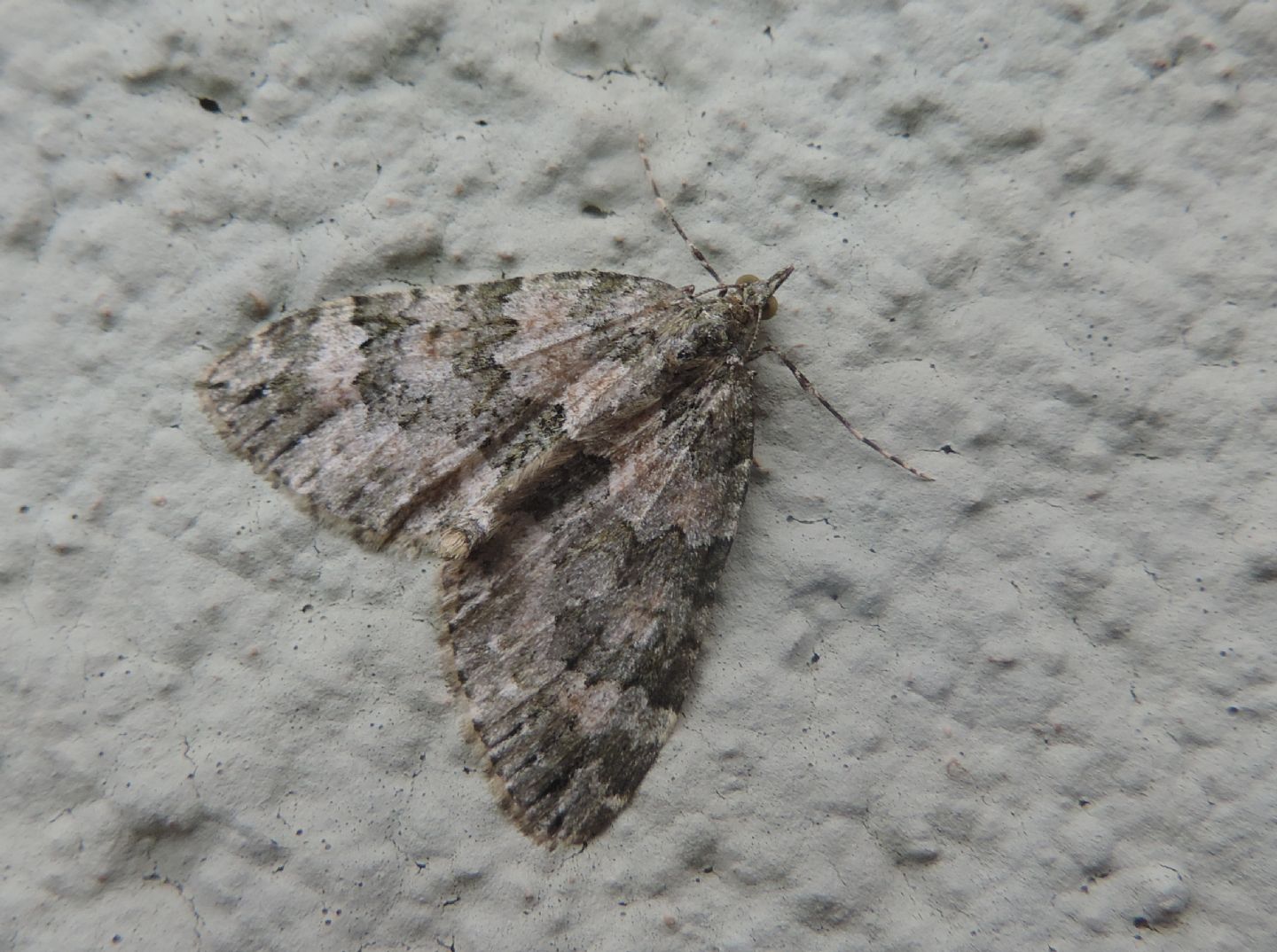 Geometridae montano: Chloroclysta miata (cfr.)