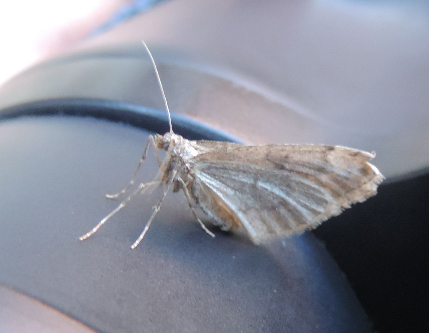 Geometridae Larentiinae: Thera sp. o Pennithera sp.