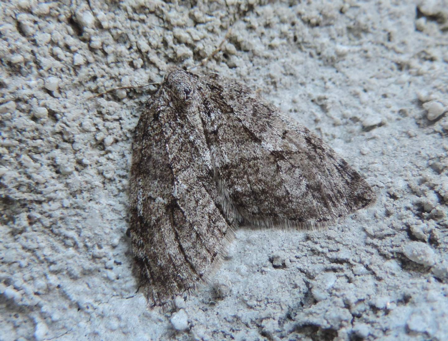 Geometridae montano: Epirrita cfr. dilutata