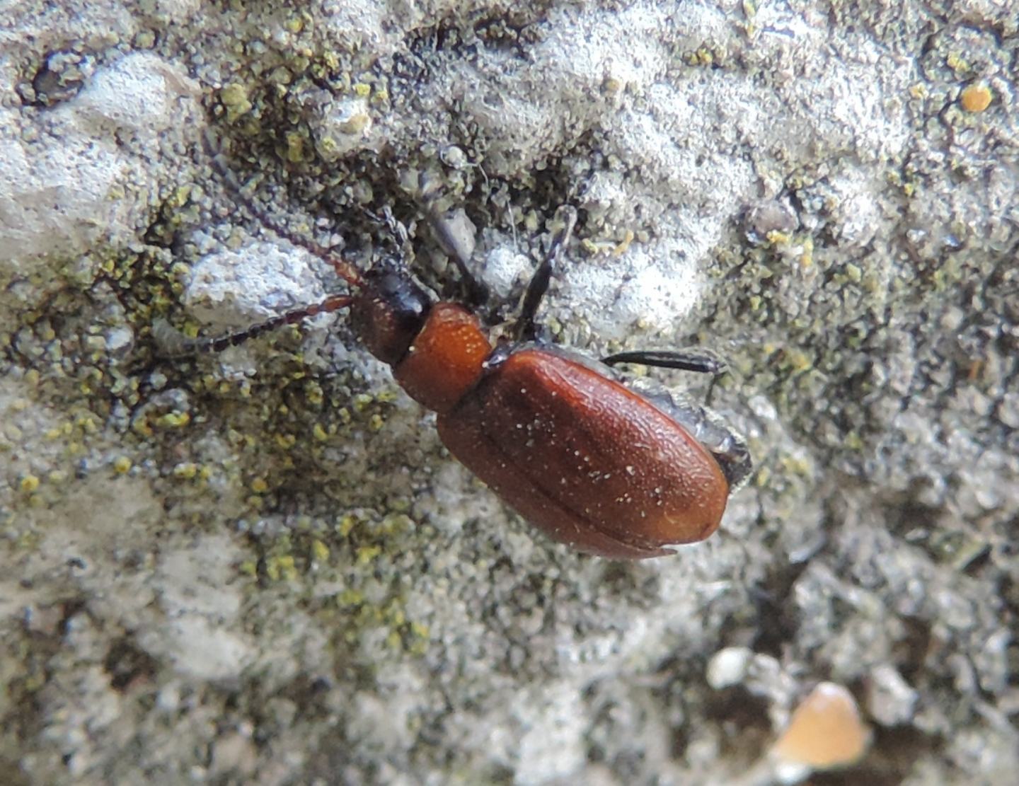 Chrysomelidae: Galeruca rufa? Sì.