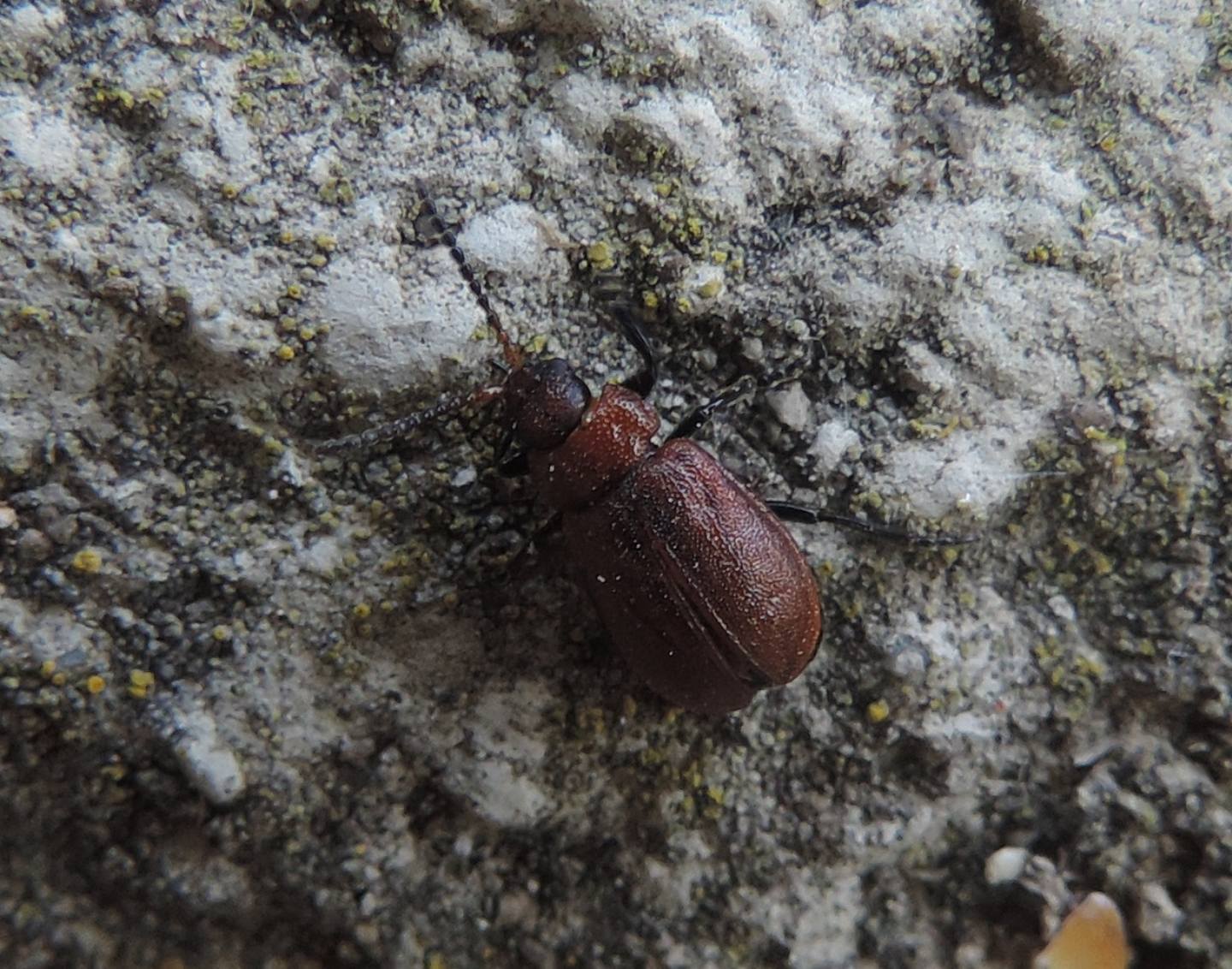 Chrysomelidae: Galeruca rufa? Sì.