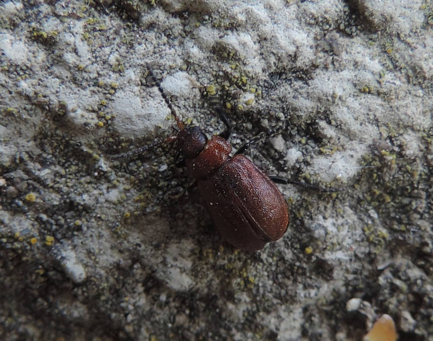 Chrysomelidae: Galeruca rufa? S.