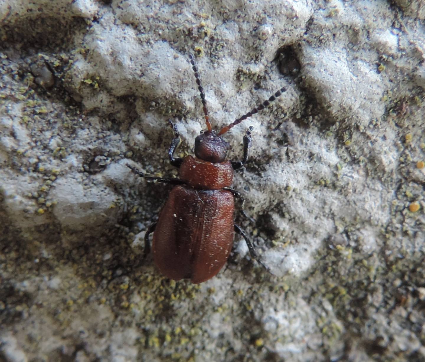 Chrysomelidae: Galeruca rufa? Sì.
