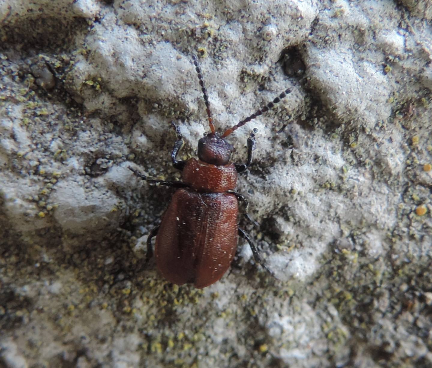 Chrysomelidae: Galeruca rufa? S.