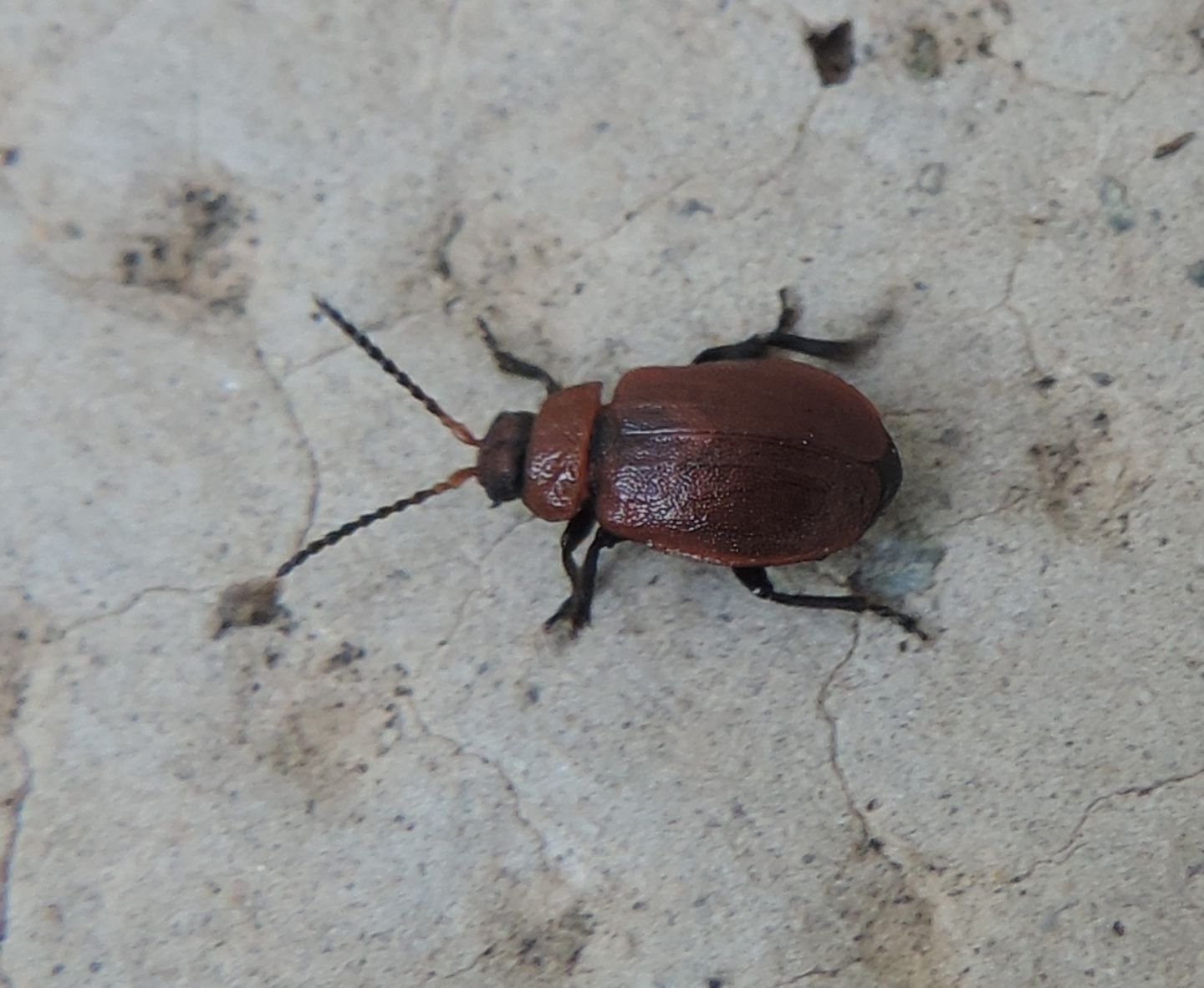 Chrysomelidae: Galeruca rufa? Sì.