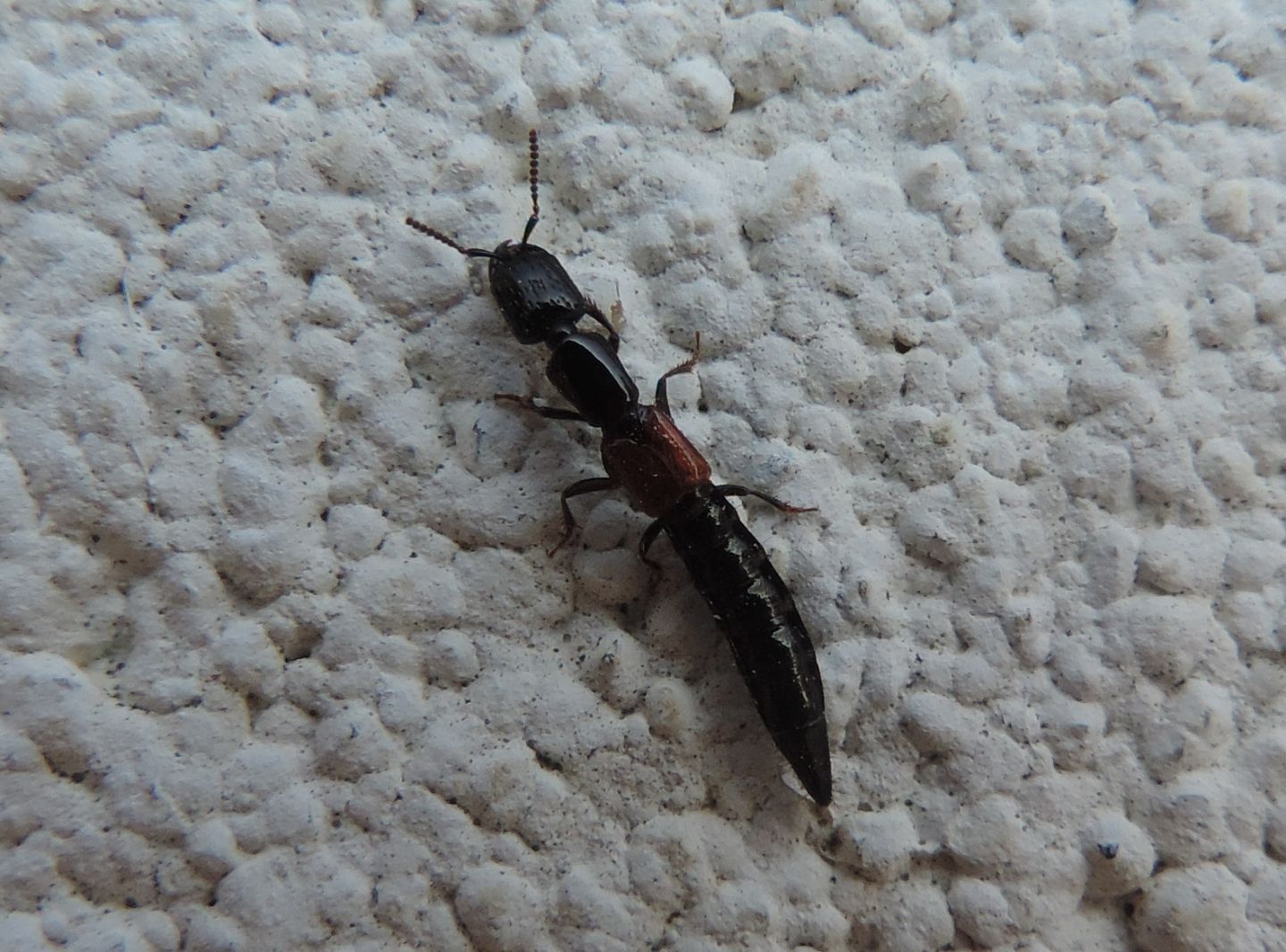 Gauropterus fulgidus?