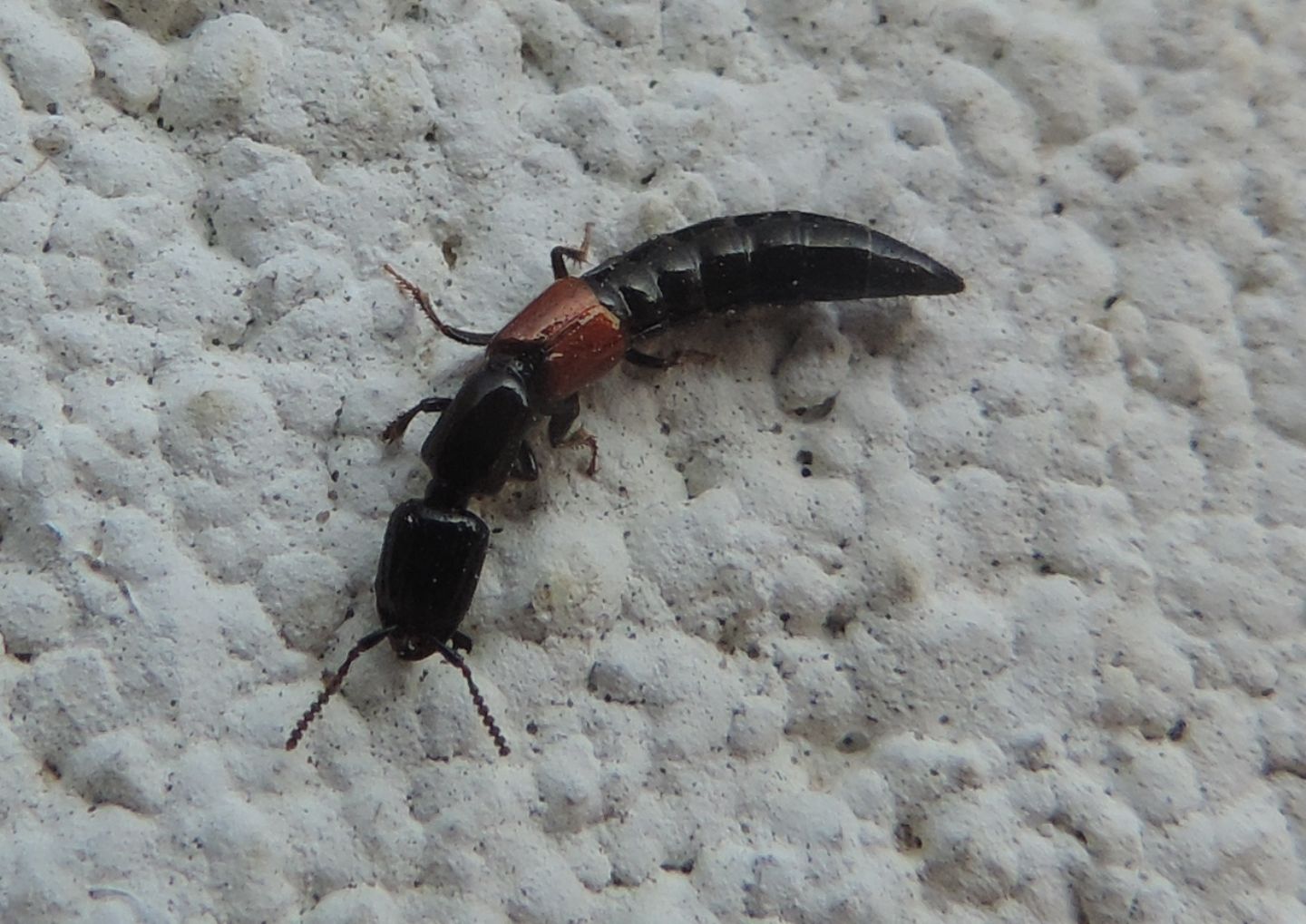 Gauropterus fulgidus?