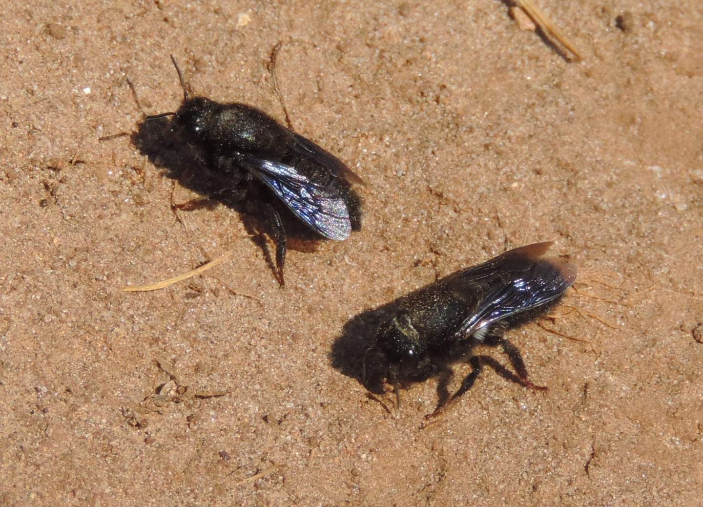 Apidae Megachilinae:  Chalicodoma parietina?  S !