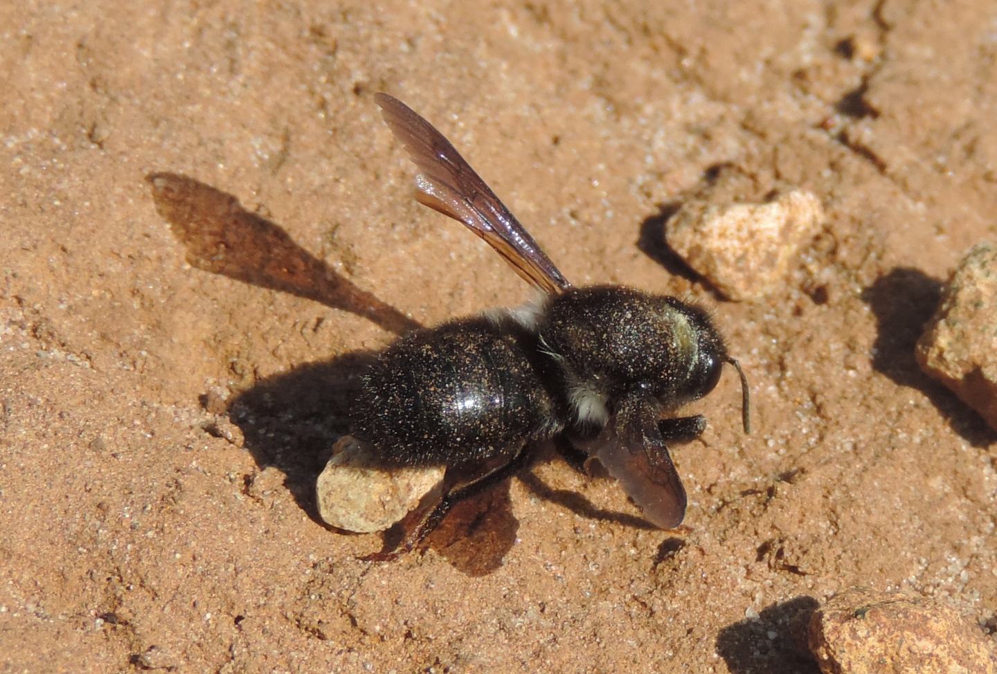 Apidae Megachilinae:  Chalicodoma parietina?  S !