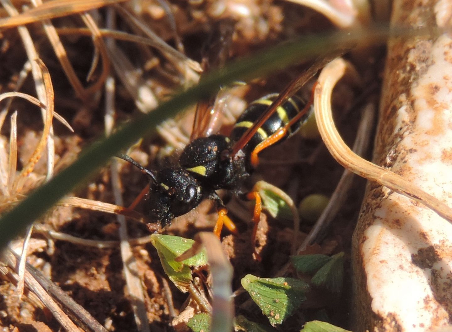 Vespidae Eumeninae:  Odynerus sp., femmina