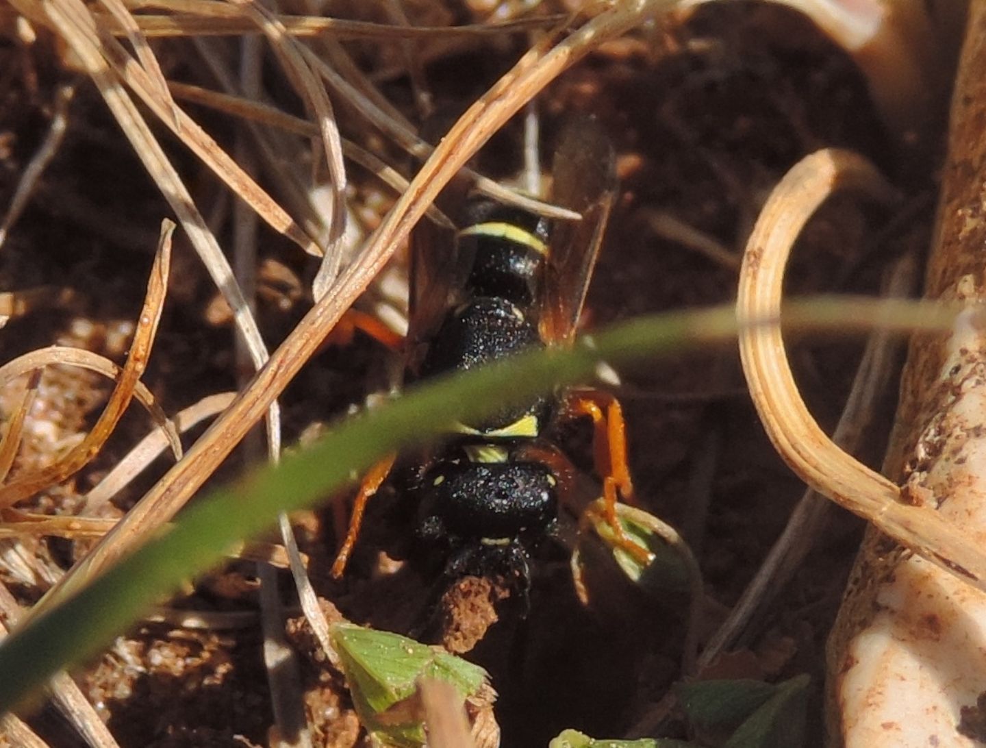 Vespidae Eumeninae:  Odynerus sp., femmina