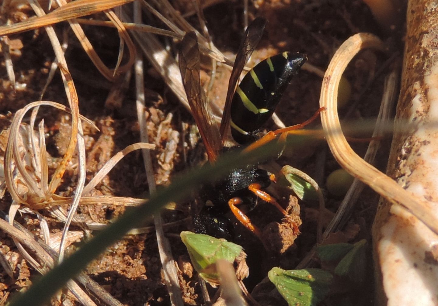 Vespidae Eumeninae:  Odynerus sp., femmina