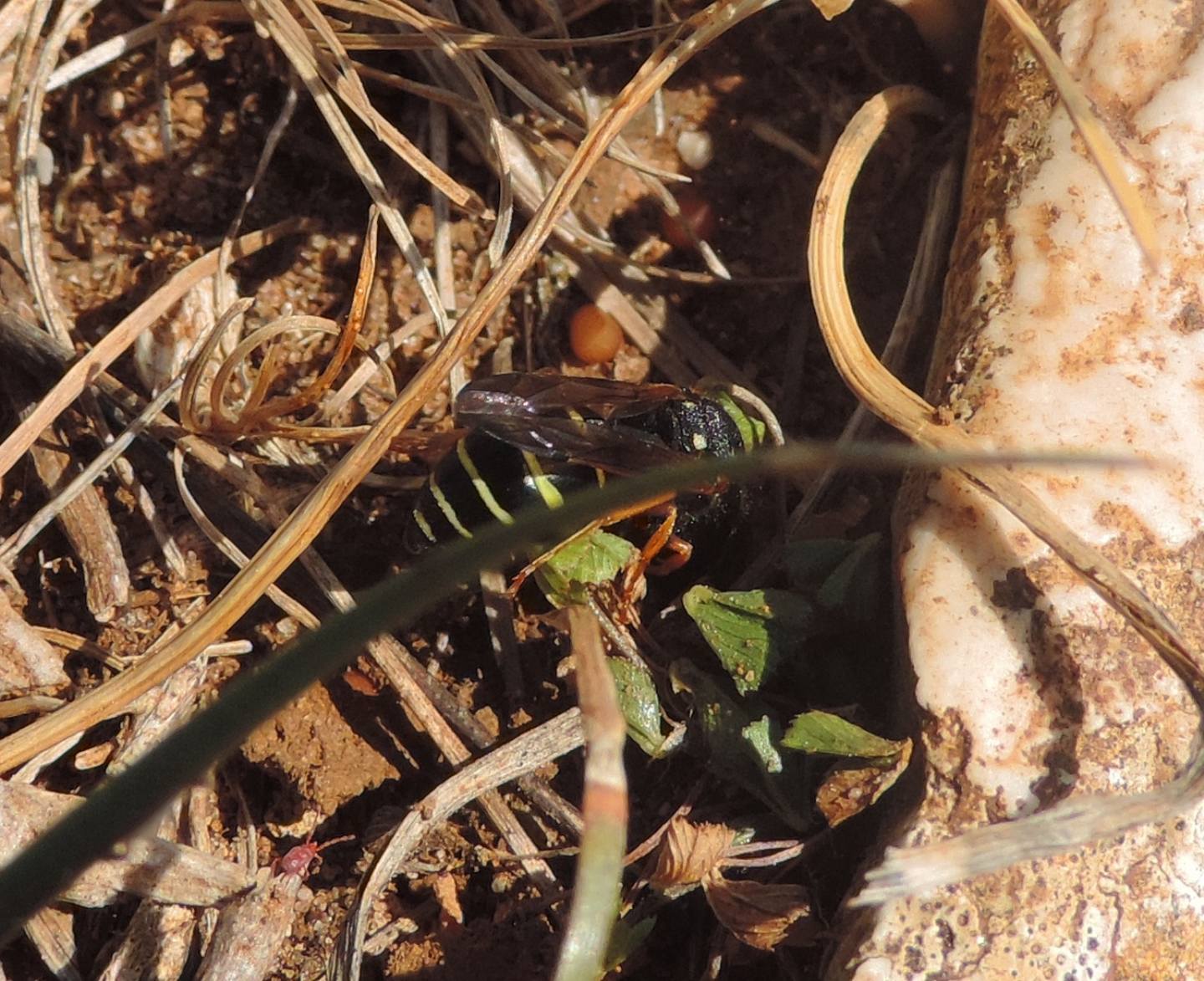 Vespidae Eumeninae:  Odynerus sp., femmina