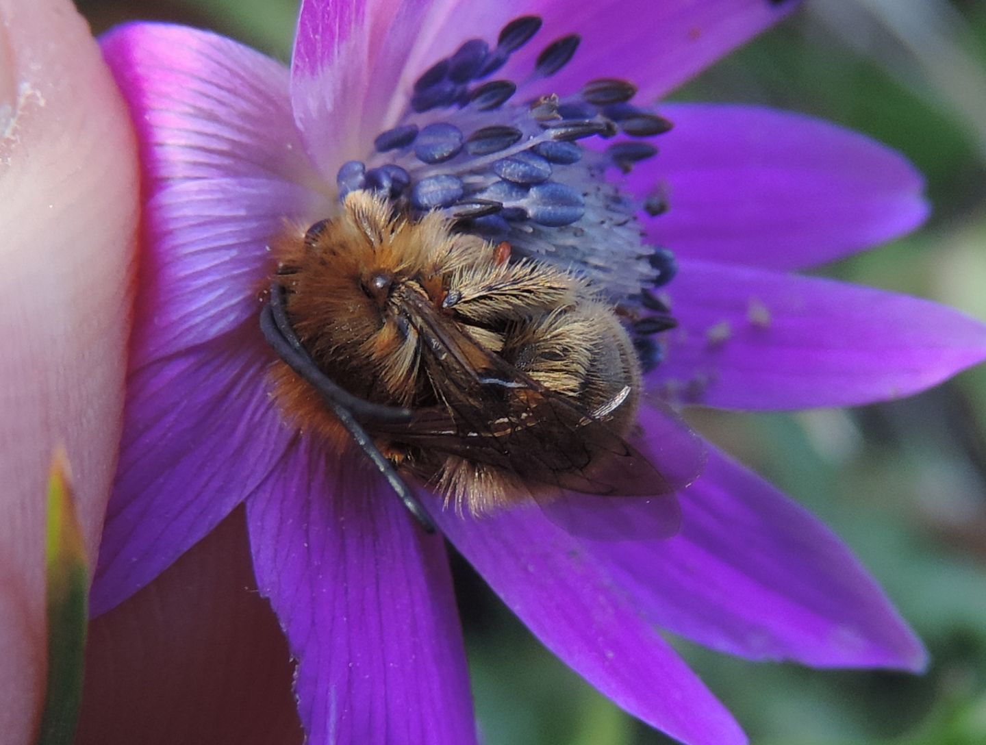 Apidae: Tetralonia sp., maschio