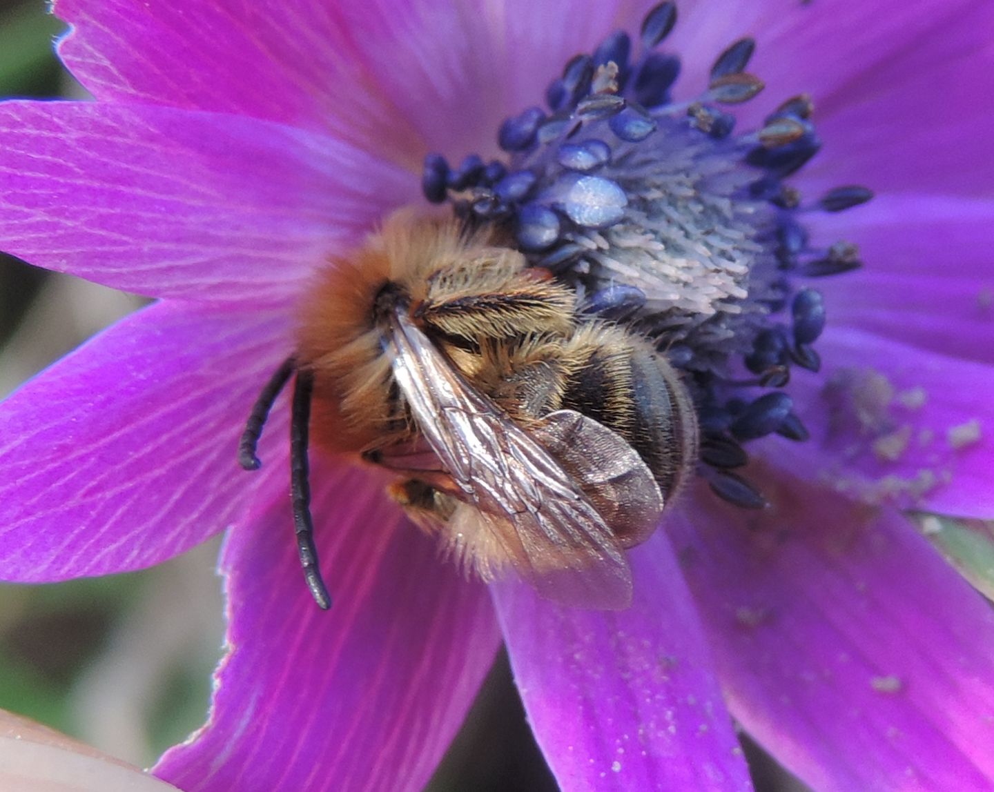 Apidae: Tetralonia sp., maschio