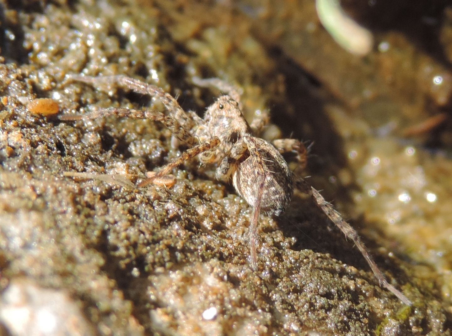 Pardosa sp.? S - Parco La Mandria (TO)