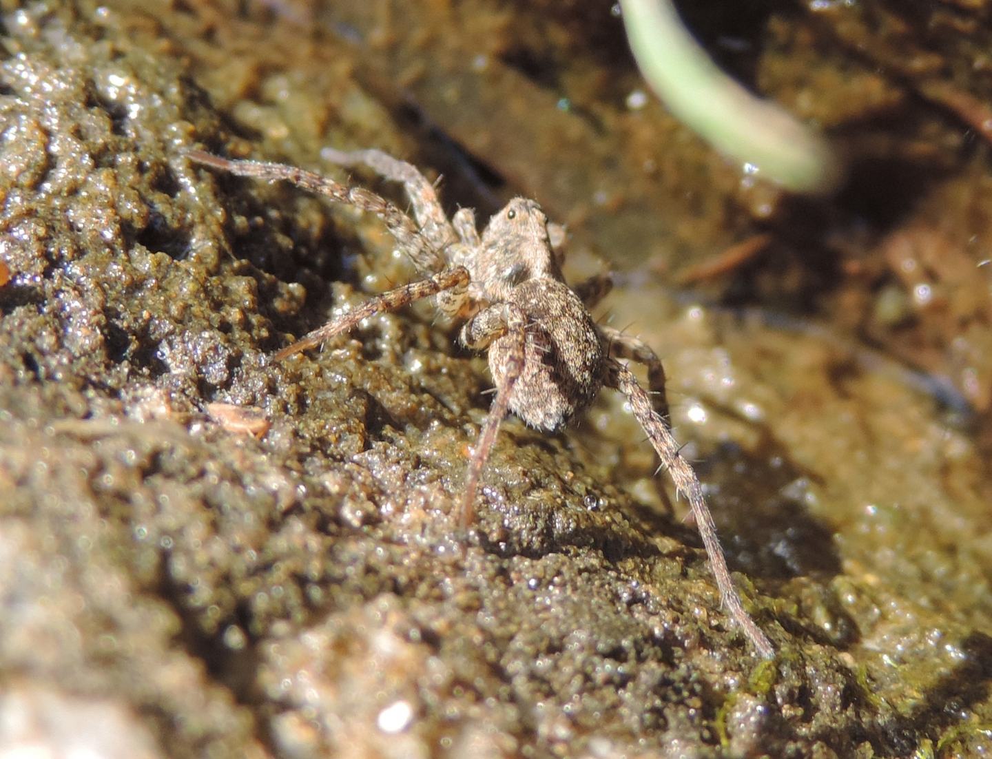 Pardosa sp.? S - Parco La Mandria (TO)