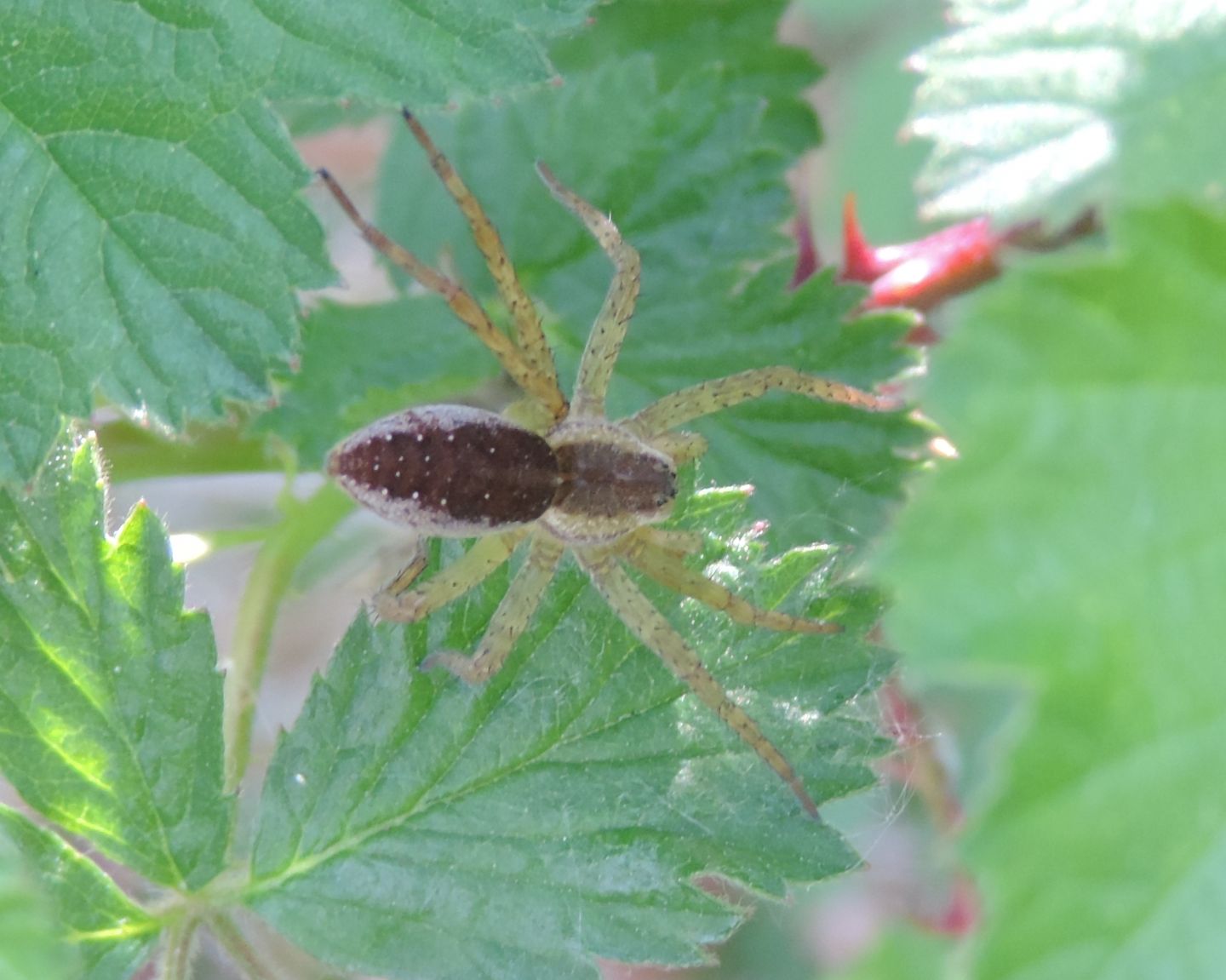 Dolomedes sp.? S  - Palude di Candia (TO)