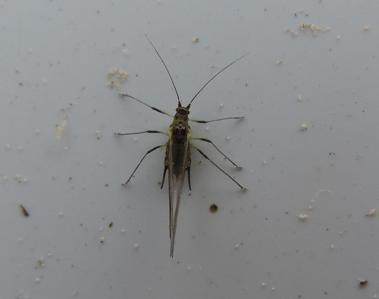 Aphididae: Macrosiphum rosae (cfr.)