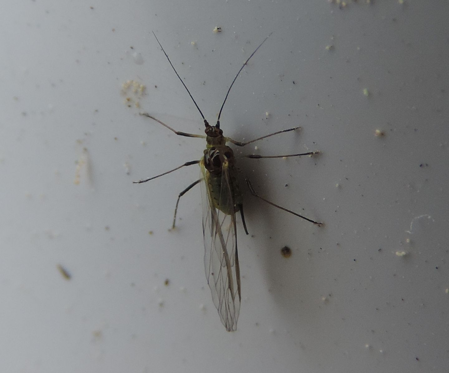 Aphididae: Macrosiphum rosae (cfr.)