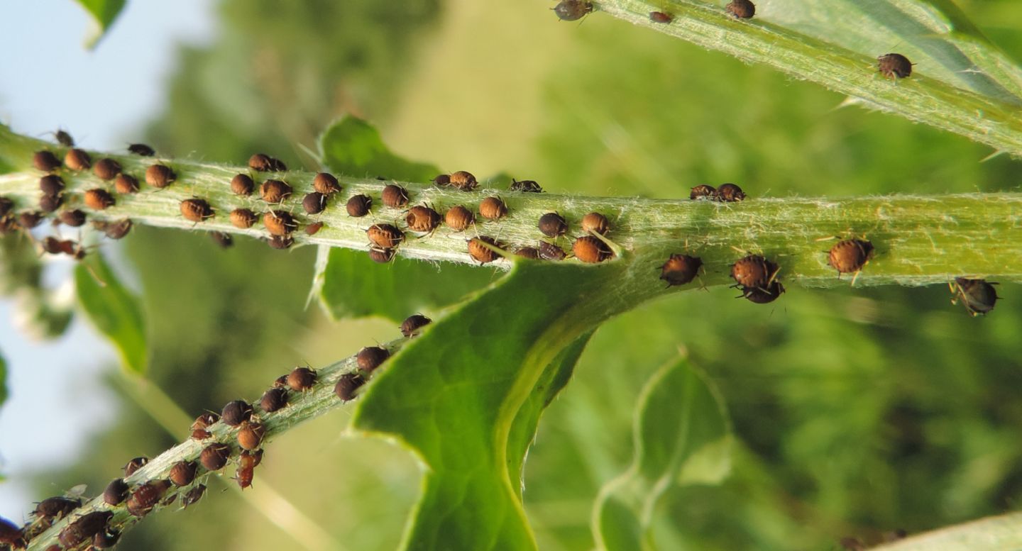 Afidi su Cirsium: Aphis sp.