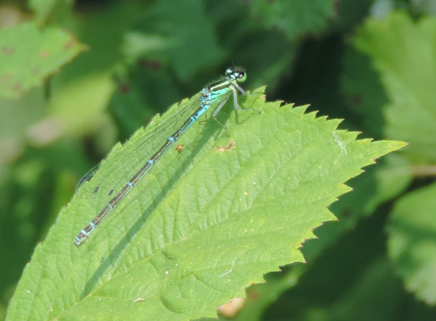 Coenagrion puella?  S  !