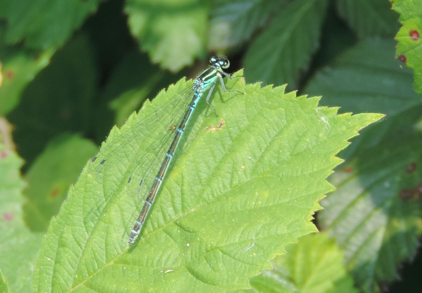 Coenagrion puella?  S  !