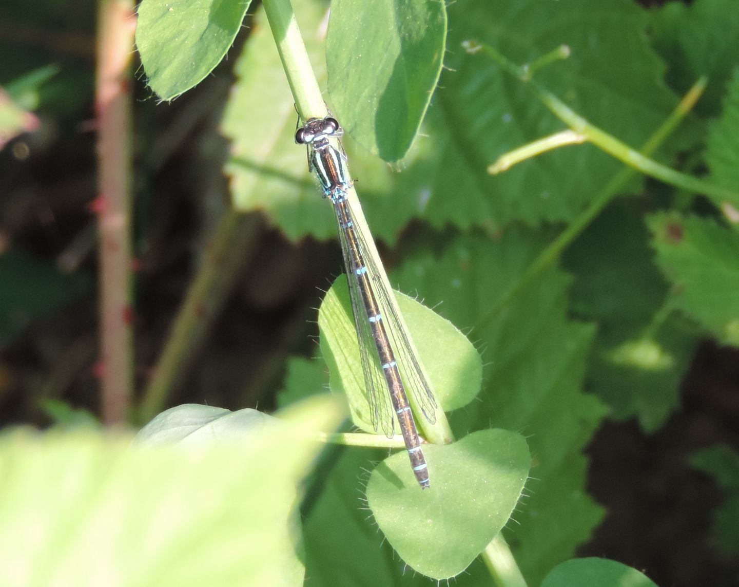 Coenagrion puella?  S  !