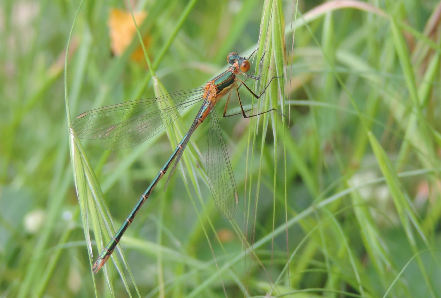 Chalcolestes viridis? No, Lestes sponsa giovane maschio