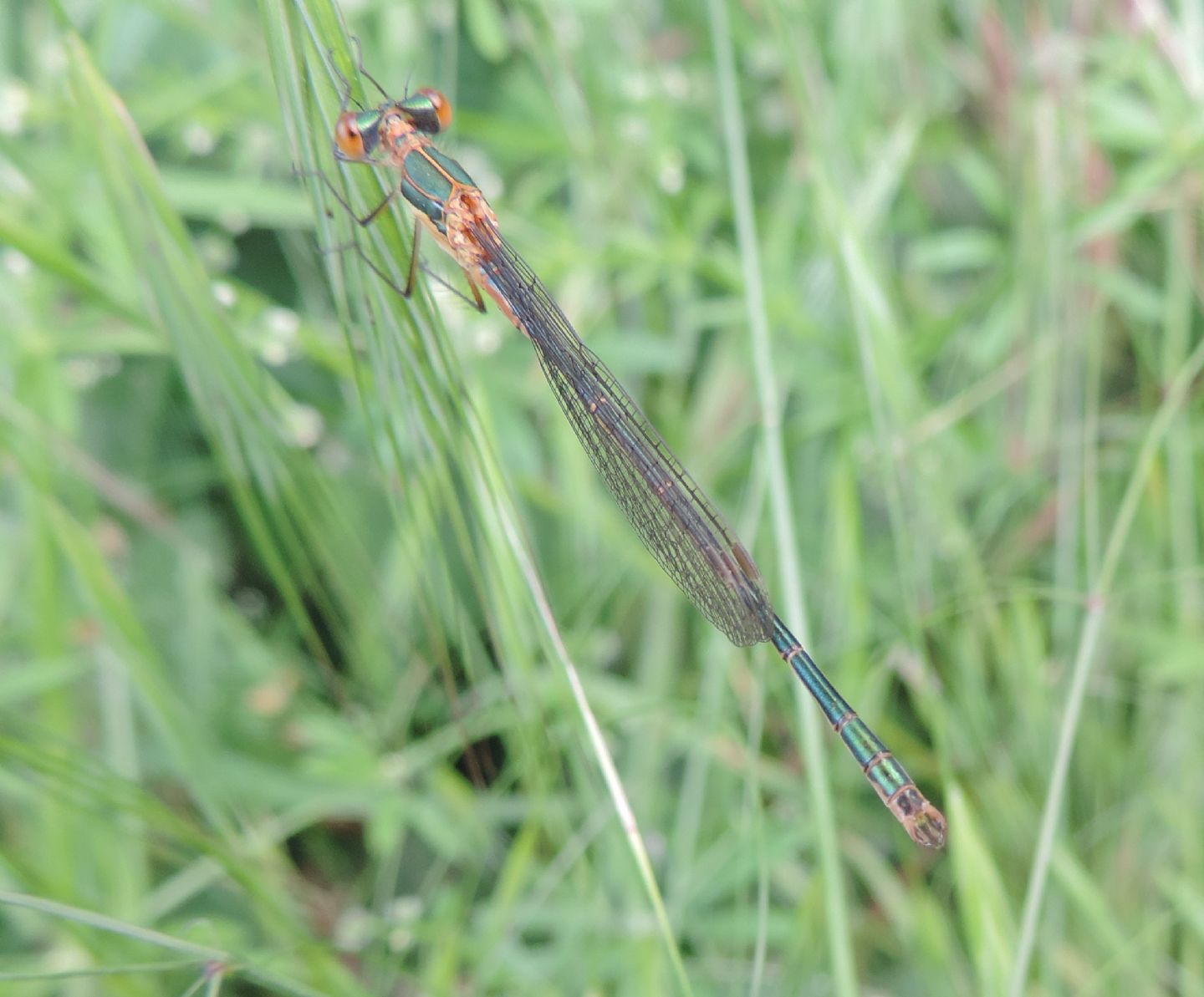 Chalcolestes viridis? No, Lestes sponsa giovane maschio