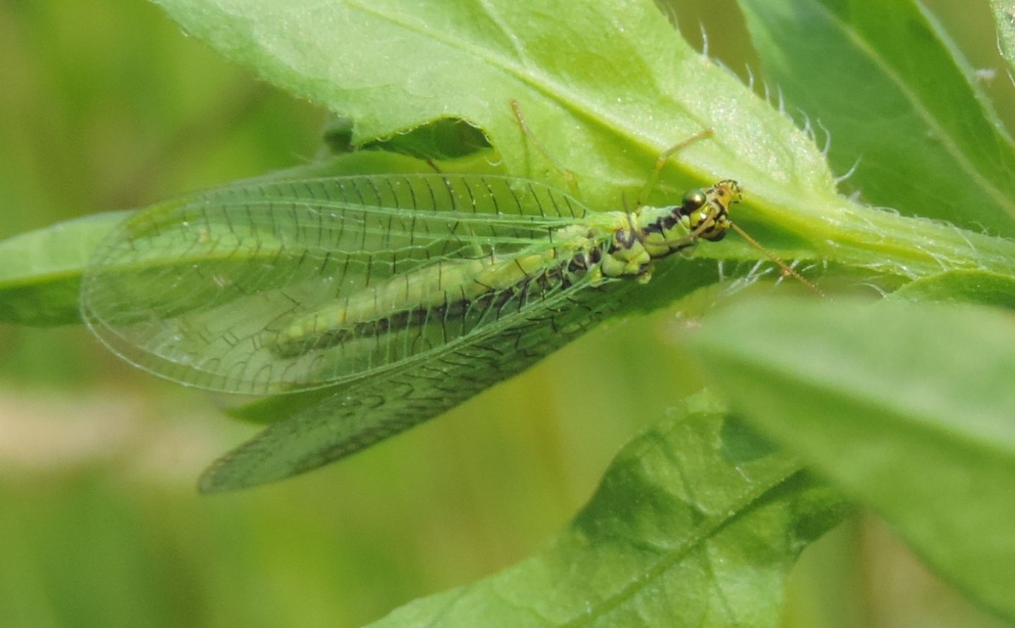 Chrysopa walkeri?  S !