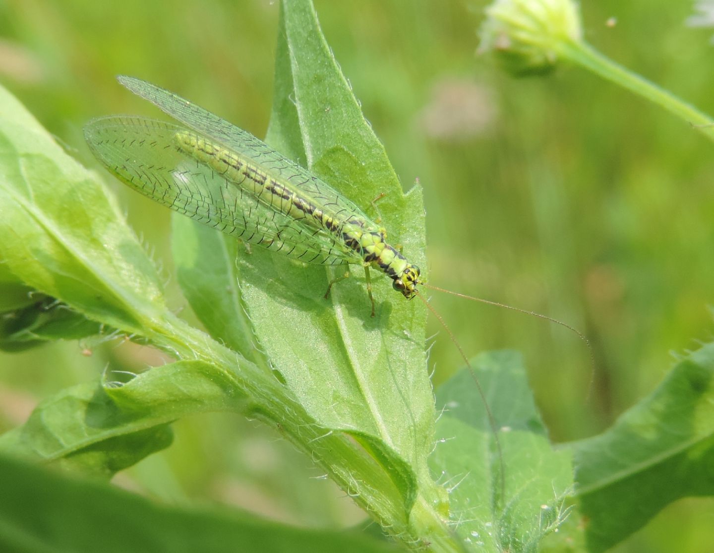 Chrysopa walkeri?  S !