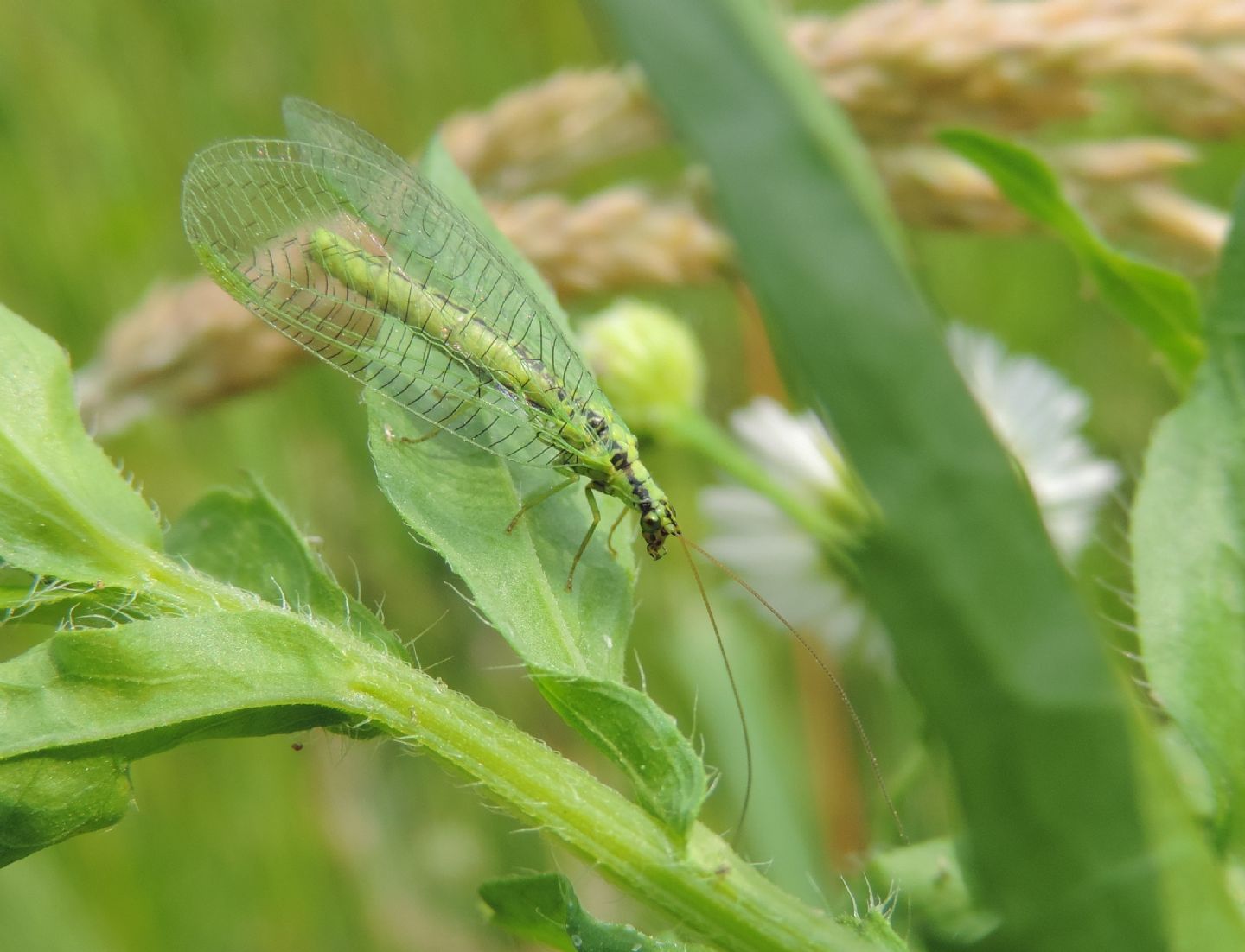 Chrysopa walkeri?  S !