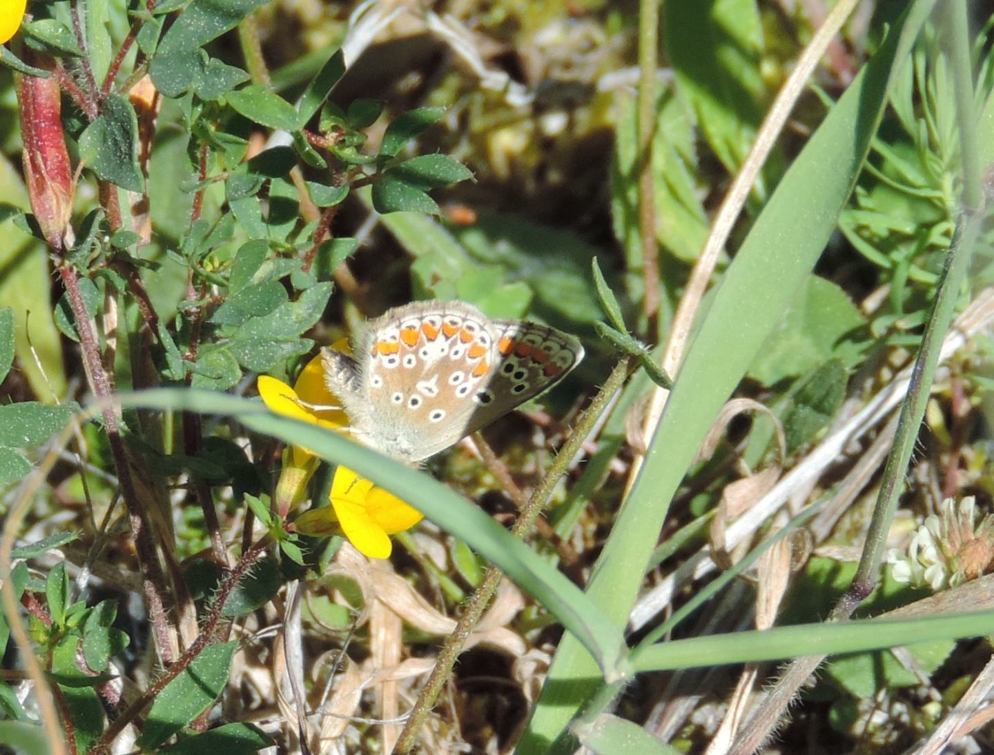 Polyommatus icarus? -2 No, Aricia sp. Lycaenidae