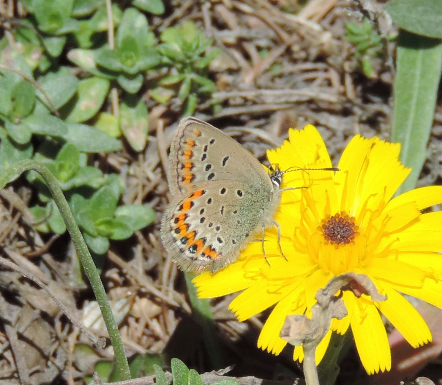 Ancora un licenide...Plebejus (Plebejus) idas