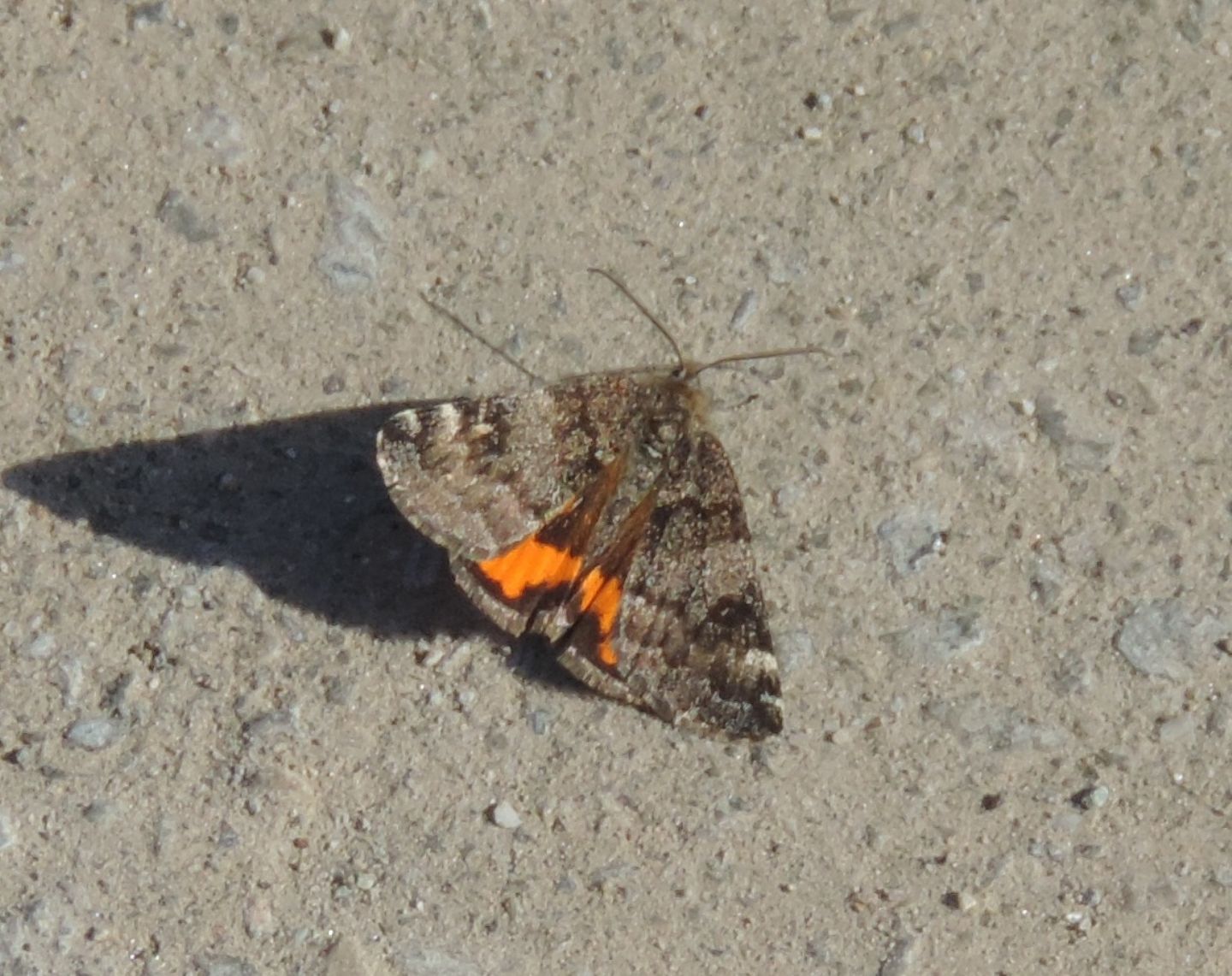 Geometridae:  Boudinotiana notha?  S !