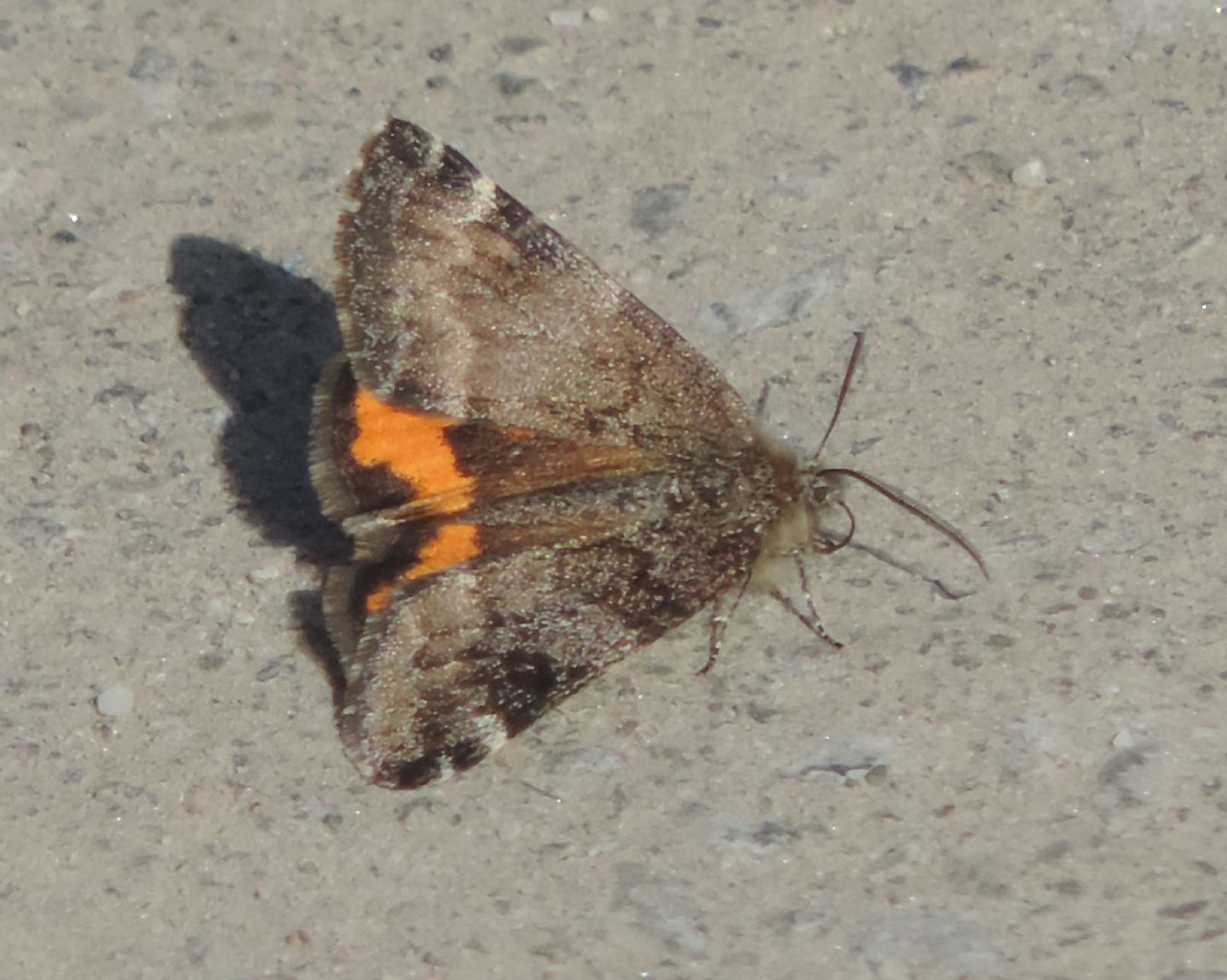 Geometridae:  Boudinotiana notha?  S !