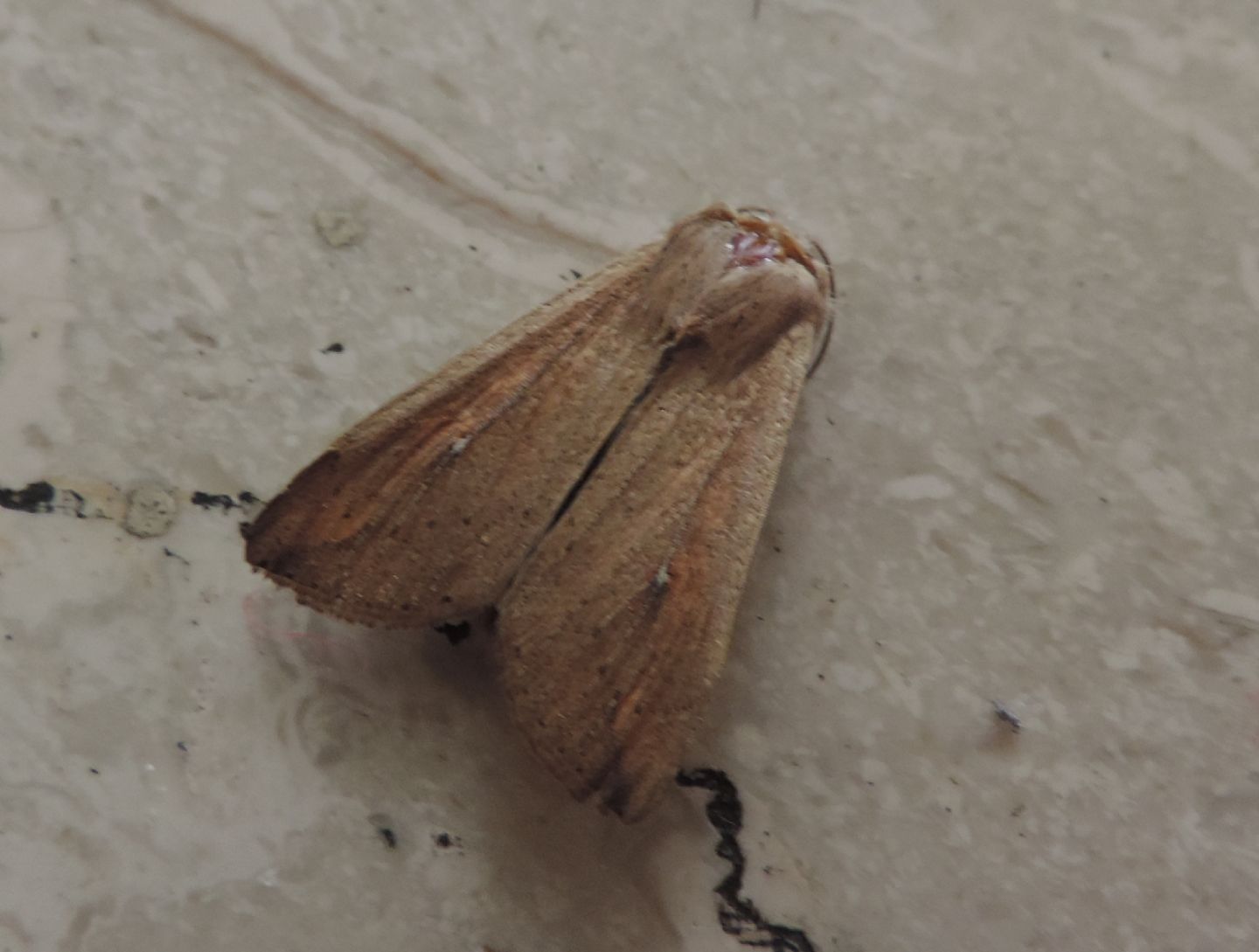 Noctuidae: Mythimna unipuncta?  S !